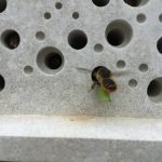 Solitary-bee-leafcutter-carrying-leaf-to-bee-hotel1